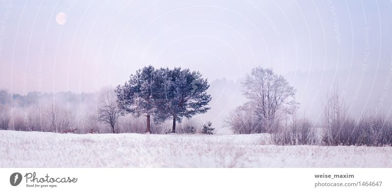 Cold winter morning with a moon Winter Snow Nature Landscape Plant Air Sky Moon Weather Fog Ice Frost Tree Bushes Meadow River Wood Water Breathe Discover