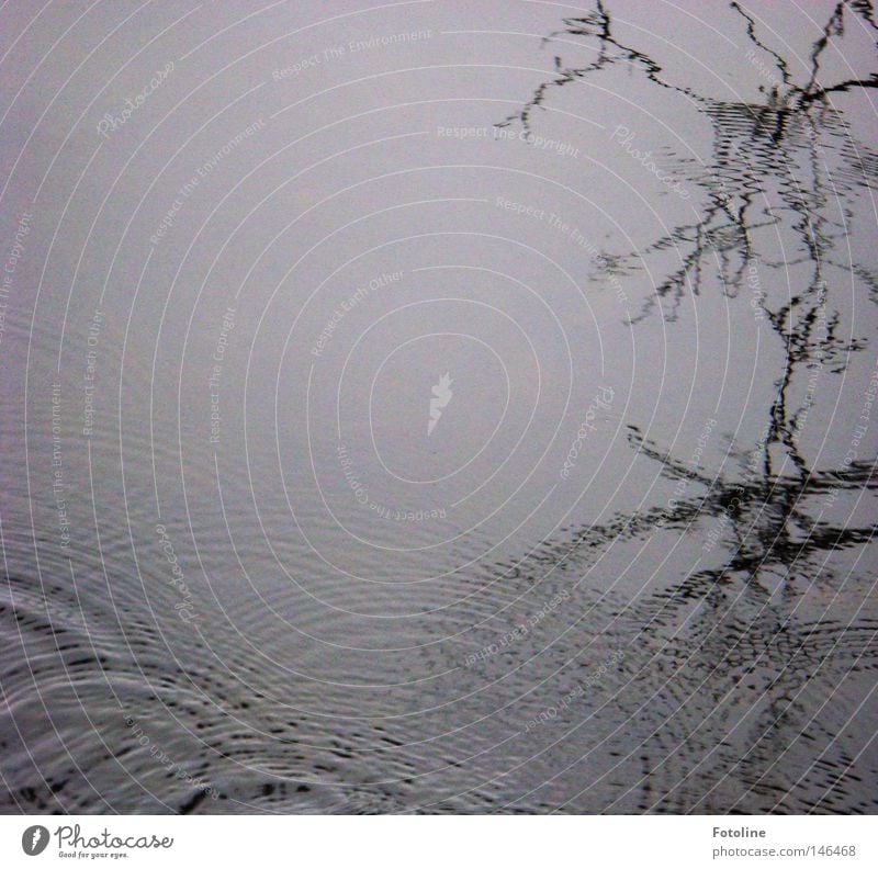 Old pond - water surface on which the branches of a tree are reflected, which are swirled by small waves Reflection Mirror Water Lake Pond Drops of water Circle