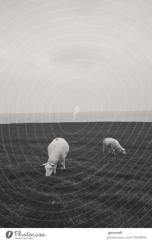 Määh Farm animal Sheep 2 Animal Feeding To feed Meadow Horizon Ocean Lawnmower Black & white photo Exterior shot Deserted Copy Space top Copy Space bottom Day