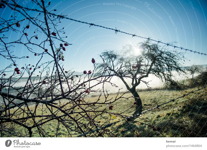 early bloomers Environment Nature Landscape Plant Cloudless sky Sun Sunlight Autumn Beautiful weather Fog Tree Rose hip Berries Fruit trees Meadow