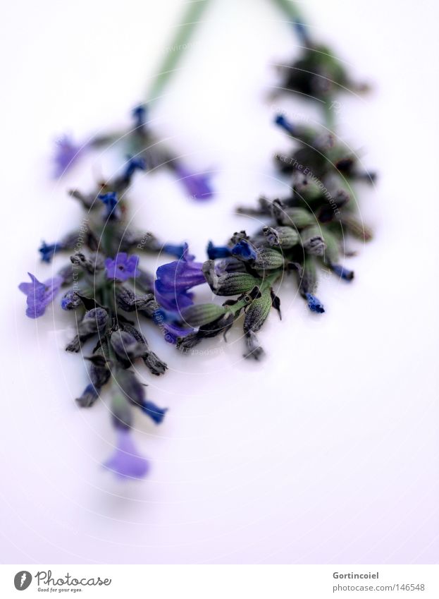 lavender Tea Beautiful Healthy Fragrance Summer Nature Plant Spring Flower Blossom Fresh Soft Blue Violet White Peaceful Colour Lavender Medicinal plant