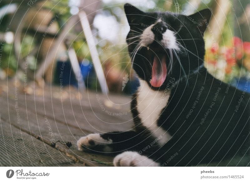 summer as an idea Cat Terrace Vacation & Travel Summer Autumn Garden Yawn Paw Animal Domestic cat Black White Table Wooden floor