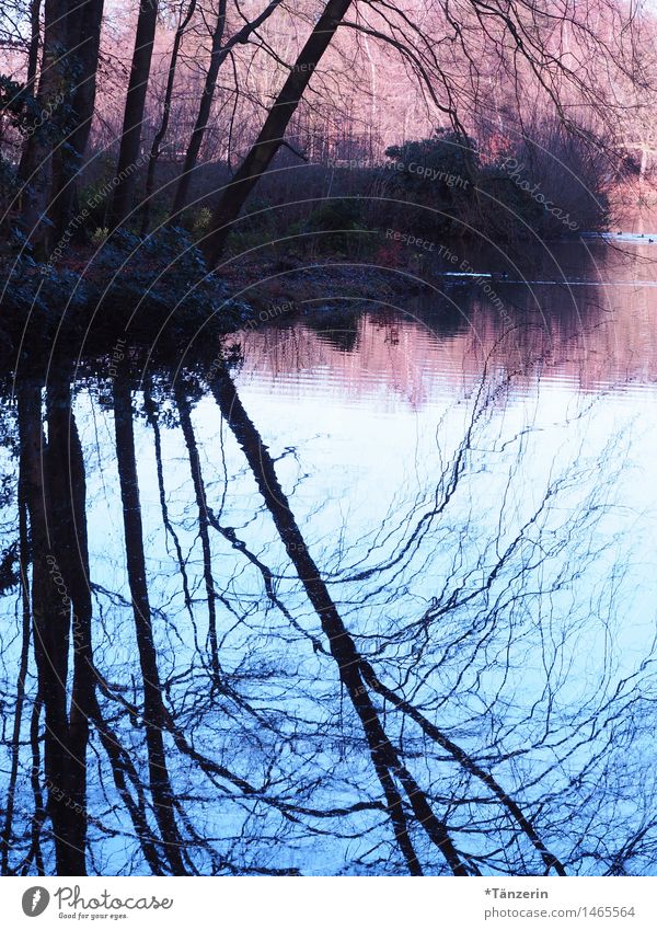 mirrored Nature Landscape Water Sunrise Sunset Autumn Winter Tree Park Coast Pond Esthetic Wet Natural Beautiful Blue Pink Mysterious Moody Colour photo