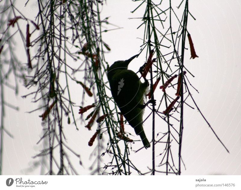 nectar Animal Flower Blossom Virgin forest Bird To hold on To feed Hang Green Stamen Hummingbirds Suspended Stalk Beak Hind quarters Feather Tails Asia