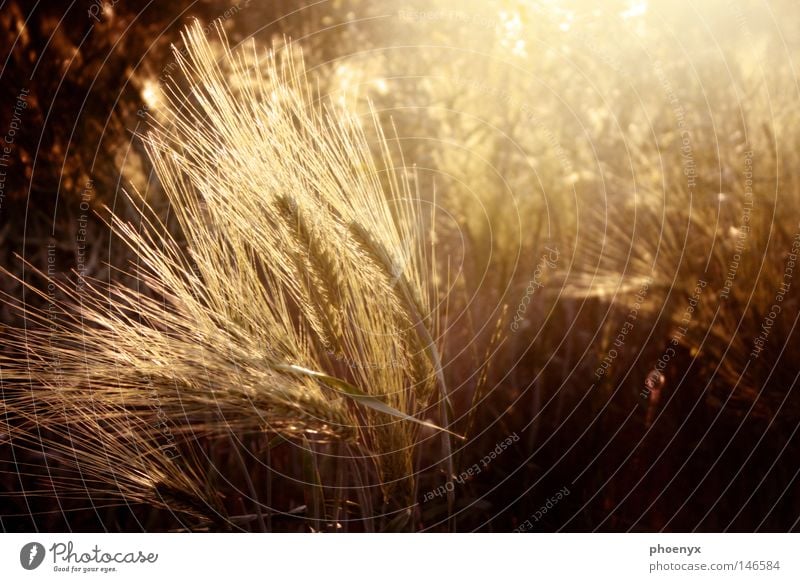 gold rush Ear of corn Grain Autumn Gold Physics Sunset Back-light Illuminating Light track Lens flare Free Safety (feeling of) Lighting Gale Wind