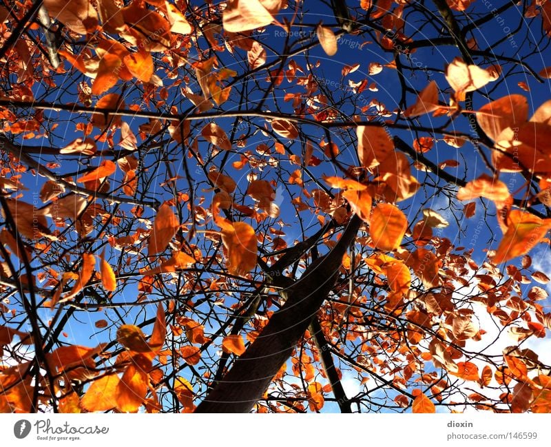 The weather on 18.10. ... Autumn Seasons Blue Sky Tree Branchage Twigs and branches Leaf Brown Gold Indian Summer Tree trunk Transience Clouds Perspective