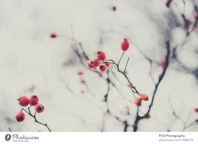 berry branch Nature Plant Tree Bushes Garden Park Fragrance Good Round Juicy Gray Red Berries Berry bushes Rose hip Branch Macro (Extreme close-up) Mirkwood