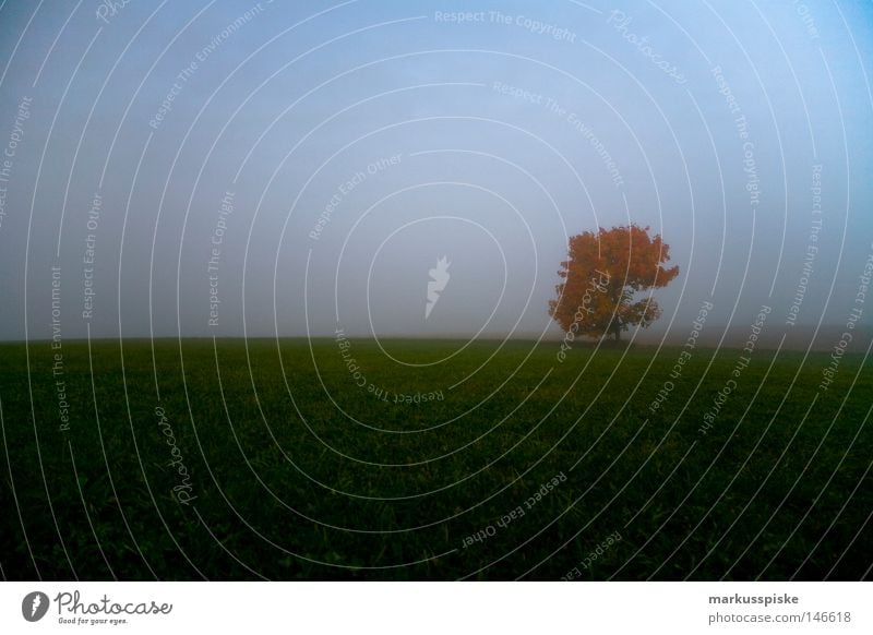 autumn fog Meadow Tree Fog Moody Red Green Autumn Leaf Clouds Sky Morning