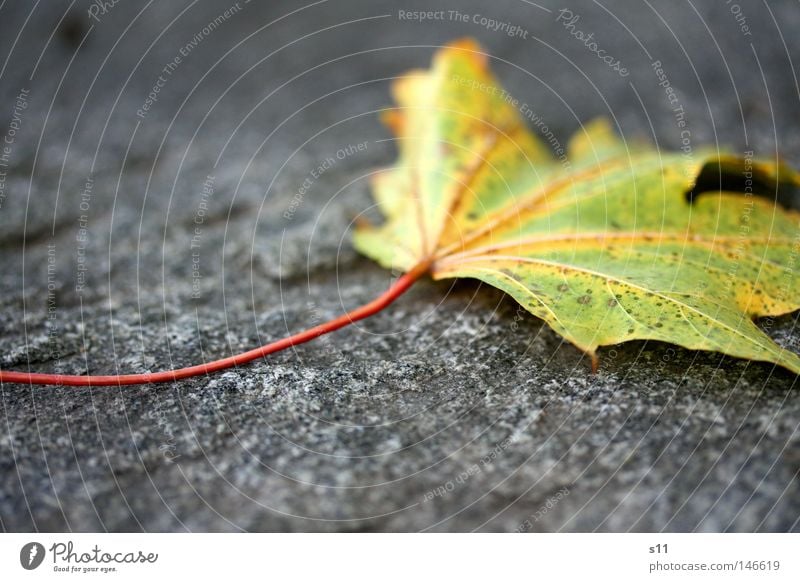 autumn Autumn leaves Leaf Maple leaf Tree Seasons Cold Dry Lose Tar Red Yellow Green Vessel Photosynthesis Multicoloured Plant Easy Ease