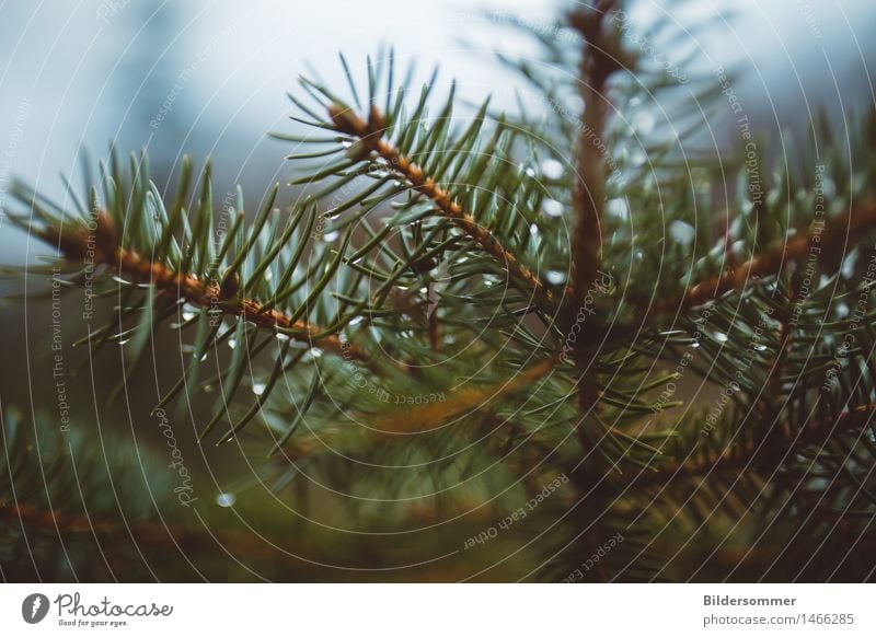 there is.. Nature Plant Drops of water Winter Rain Tree Leaf Forest Wet Blue Green Healthy Health care Idyll Calm Fir tree Fir needle Coniferous trees