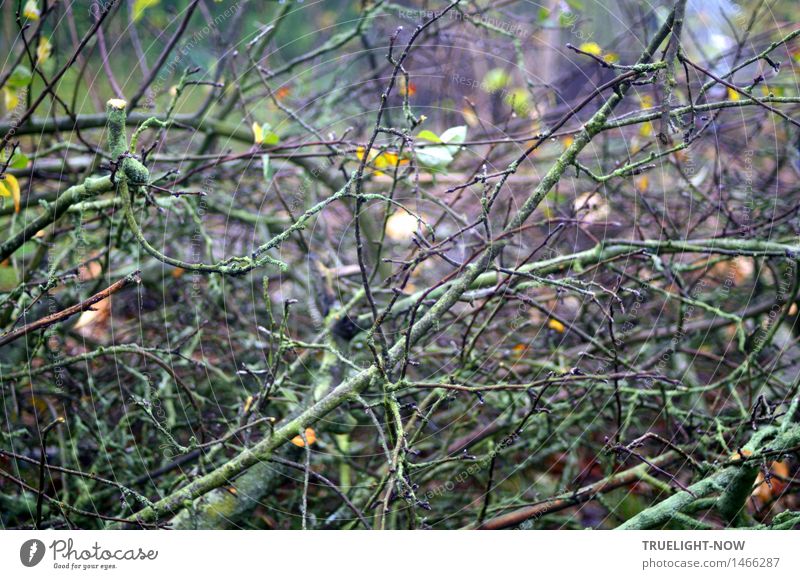 Geometric | -fractal confusion Environment Nature Plant Autumn Tree Branch tree felling pruning Garden Dark Wet Thorny Gloomy Under Brown Yellow Green Violet