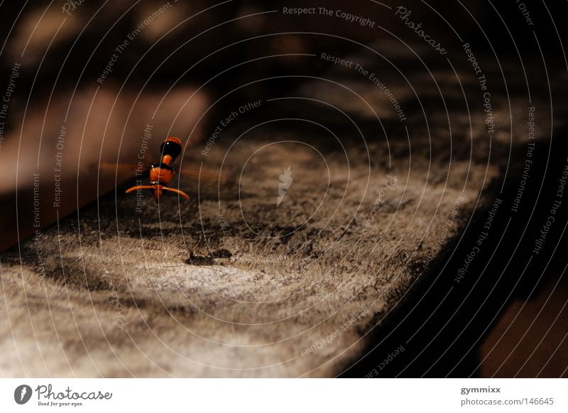 Don't Stop Insect Animal Orange Wood Flying Hover Shadow Macro (Extreme close-up) Close-up