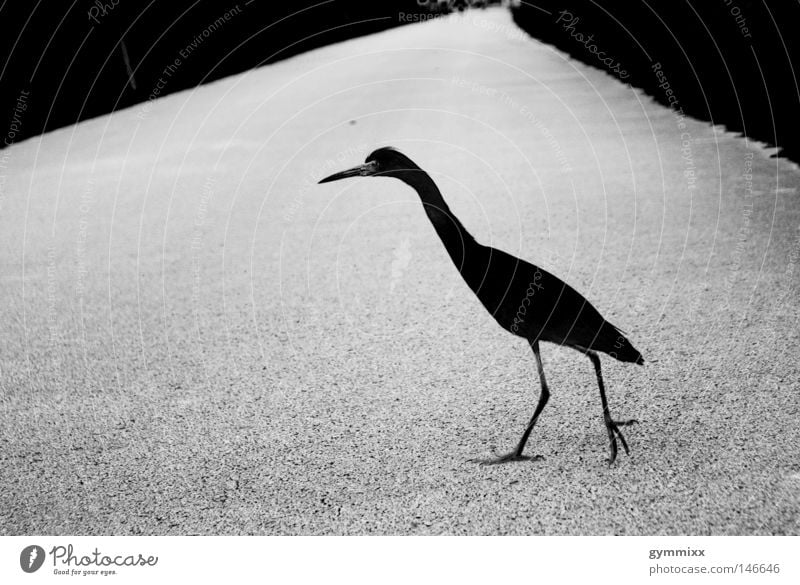 bird x-ing Bird Black Gray White Dangerous Street Lanes & trails Walking Dark Concentrate Focus on Threat