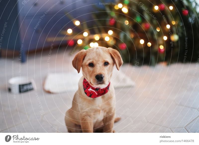 Happy Waunachten Dog Baby animal Observe Looking Sit Brash Friendliness Natural Curiosity Cute Hospitality Watchfulness Serene Christmas & Advent Christmas tree