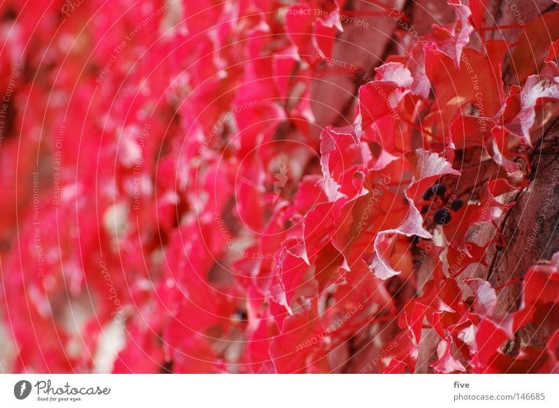 red wall Plant Autumn Red Leaf Wall (building) Nature Seasons Blur Colour September October Tilt