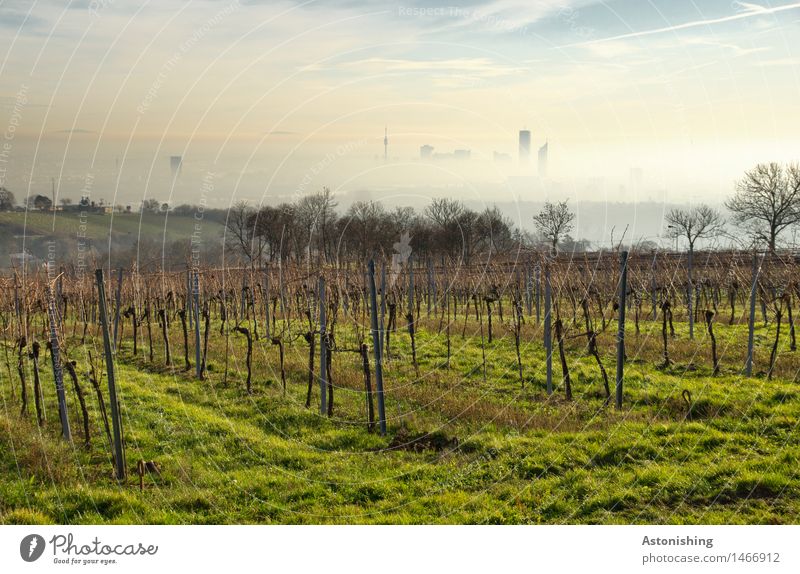 at the Cobenzl Environment Nature Landscape Plant Air Sky Clouds Horizon Autumn Weather Beautiful weather Fog Grass Bushes Hill Vienna Austria Town Capital city