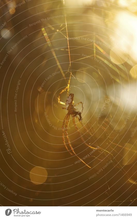 please don't disturb... Environment Nature Animal Farm animal Wild animal Spider 1 Spider's web Esthetic Thin Authentic Elegant Uniqueness Small Astute Near