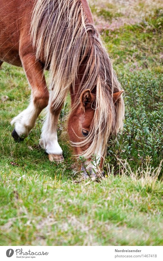 Icelanders Leisure and hobbies Ride Agriculture Forestry Nature Summer Grass Meadow Animal Farm animal Horse 1 To feed Friendliness Love of animals Serene Calm