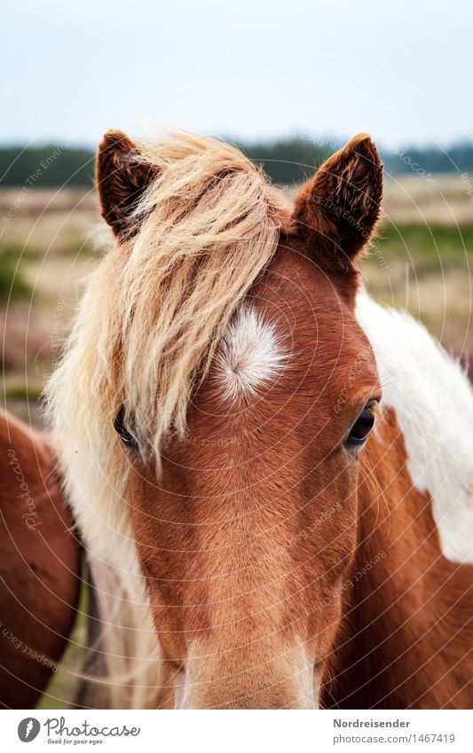 Icelanders Equestrian sports Agriculture Forestry Nature Summer Meadow Animal Farm animal Horse Observe Friendliness Curiosity Love of animals Serene Patient