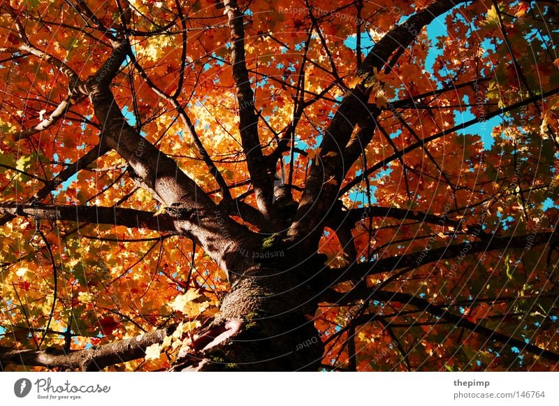 sign of transience Tree Branchage Rooted Tree bark Wood Leaf Multicoloured Red Yellow Brown Green Autumn Seasons Transience Branched Blue Death reborn