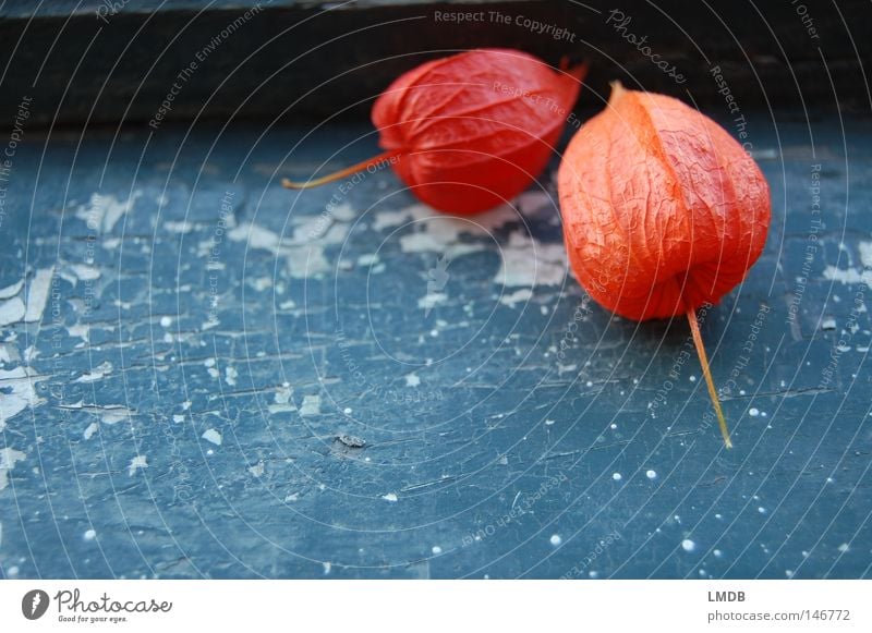 DUO Chinese lantern flower Stalk Rough Plant Flower Calm Relaxation Physalis Delicate Fragile Sensitive Souvenir Subtle Broken 2 Red Window board