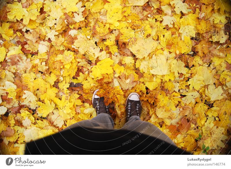 Yellow Sea Leaf Autumn Top Shows Footwear Pants Brown Chucks Cold Wet Wind Seasons bottom leaves legs Feet Floor covering