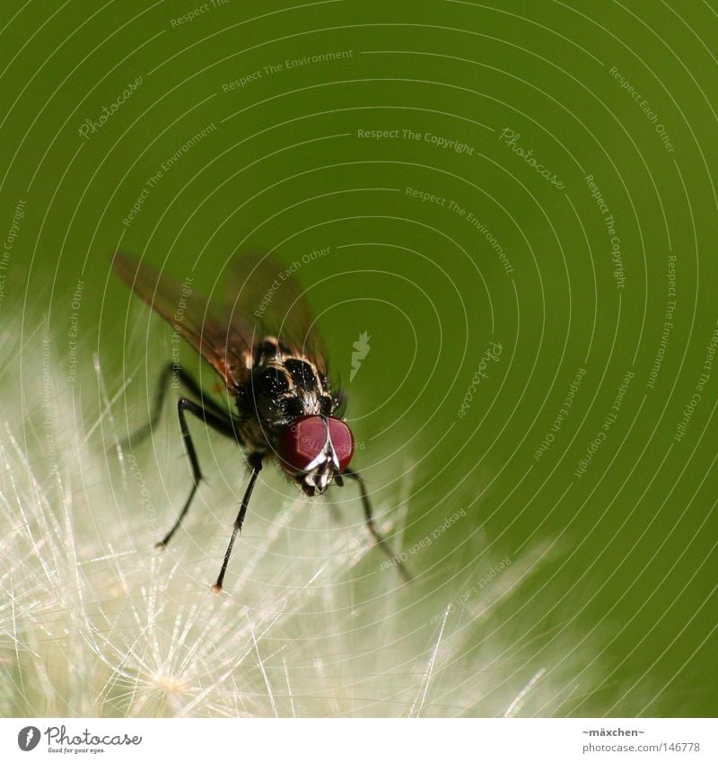 stopover Fly Macro (Extreme close-up) Insect Dandelion Green Blur Aperture Depth of field Eyes Legs Wing Hover Glide To hold on Break Relaxation Small Thin