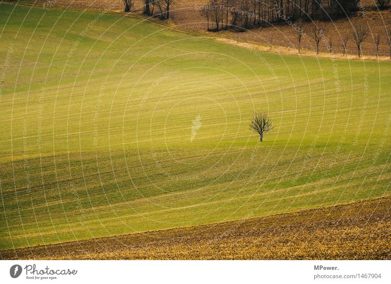 A tree Environment Nature Plant Tree Small Field Grassland Autumn Sparse Individual Agriculture Colour photo Exterior shot Deserted Copy Space left