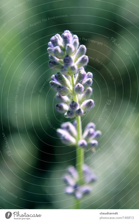 lavender Flower Blossom Blossoming Plant Violet Medicinal plant Lavender Alternative medicine Pharmaceutics Fragrance France Lavendula officinalis