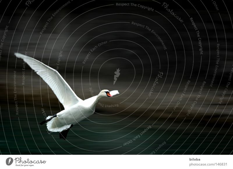 Swan 100 lands Poultry Feather Neck Long Soft Esthetic Graceful Flamingo Auks Gull birds Duck birds Flying Elegant Wing Black White Bird Water White crest