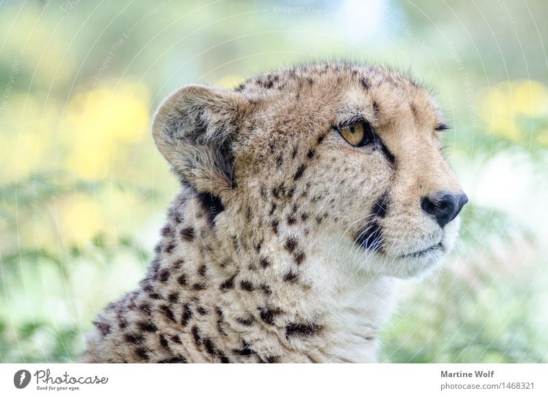 cheetah Animal Wild animal Cat 1 Beautiful Nature Africa Cheetah South Africa Graceful Western Cape Wild cat Exterior shot Day Shallow depth of field