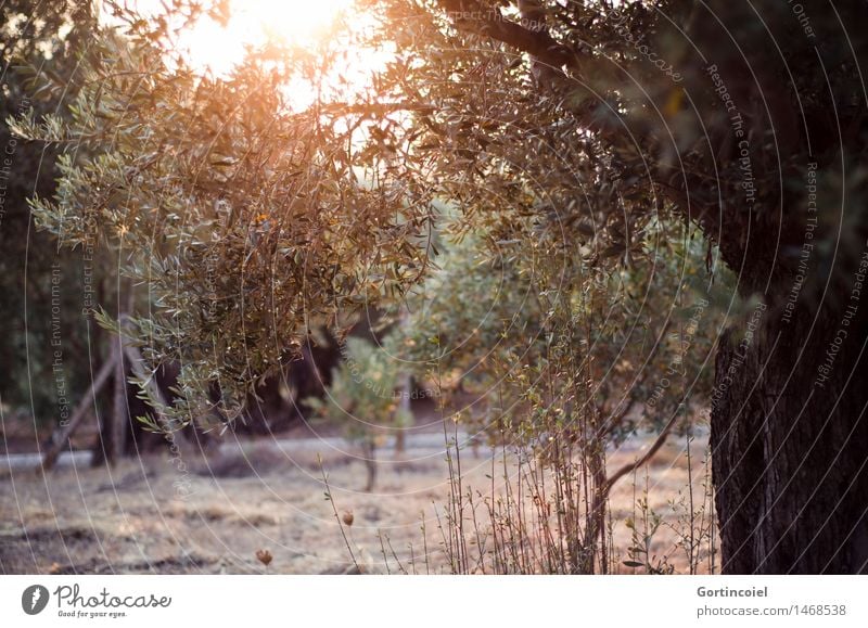 Olea europaea Nature Landscape Plant Sunrise Sunset Summer Tree Agricultural crop Garden Warmth Olive tree Olive grove Olive leaf Turkey the Aegean foca foça