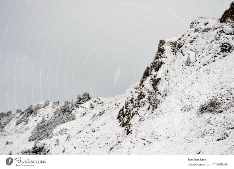 Above the snowline Leisure and hobbies Hiking Nature Landscape Elements Earth Sky Climate Snow Tree Rock Alps Mountain Allgäu Alps Snowcapped peak Tall Cold