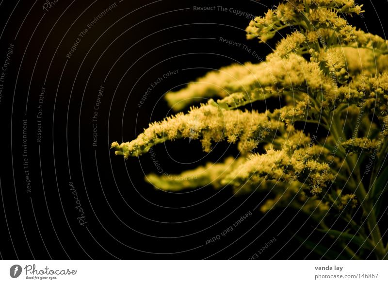 goldenrod Solidago canadensis Plant Nature Black Gold Yellow Green Blossom Daisy Family Background picture Tentacle Arm Beautiful Soft Multiple Flower Autumn