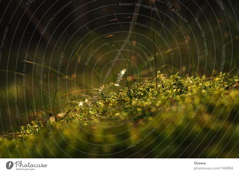 Waldteppich Green Woodground Soft Depth of field Grass Dark Blur Plant Environment Habitat Small Autumn Park Wad Moos Grün Waldboden weich Tiefenschärfe Makro