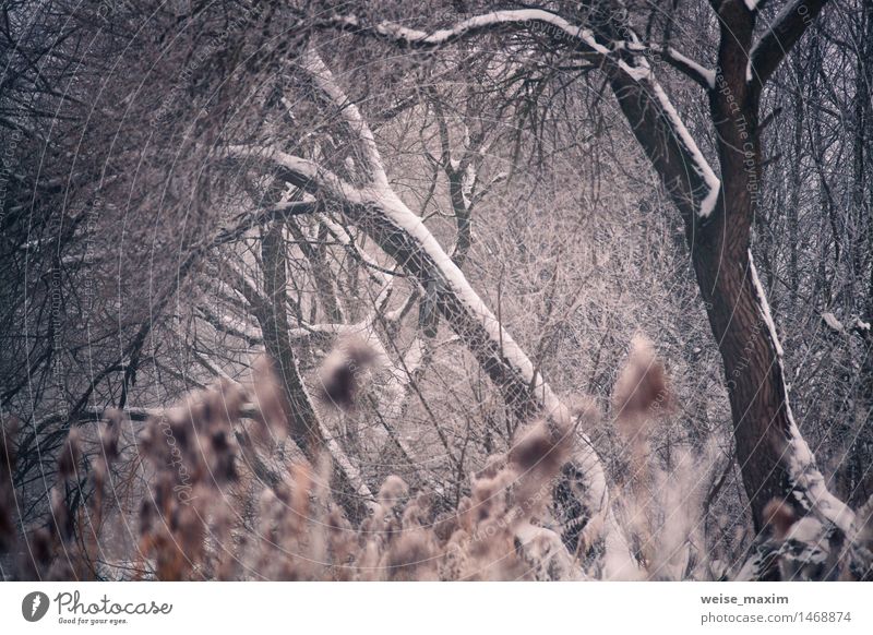 Snow and winter. Belarus village, countryside in winter Winter Nature Landscape Plant Water Fog Snowfall Tree Grass Bushes Leaf Park Forest Village Beautiful