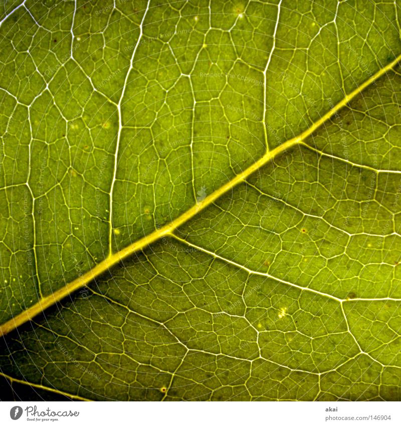 The sheet 32 Plant Lime tree Lime leaf Green Botany Part of the plant Creeper Verdant Environment Bushes Back-light Warped Leaf Background picture Tree Near