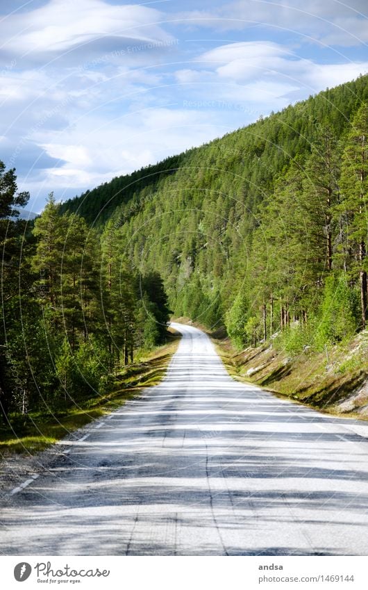 Where are you going? Environment Nature Landscape Animal Air Sky Clouds Horizon Sun Sunlight Summer Weather Beautiful weather Plant Tree Grass Bushes Moss