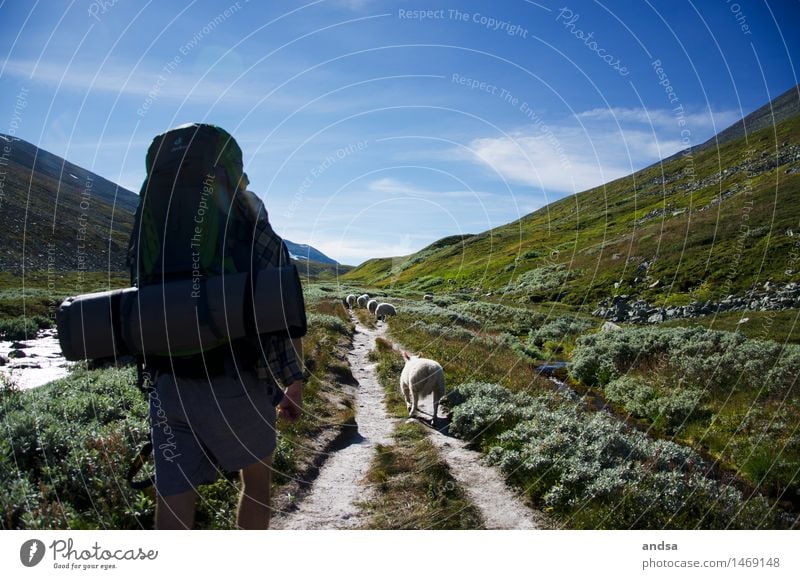 some sheep. Nature Landscape Plant Earth Sky Clouds Sunrise Sunset Sunlight Summer Beautiful weather Grass Bushes Moss Meadow Hill Rock Mountain Backpack Animal