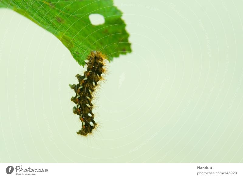 hang out Caterpillar Leaf Animal Hang Appetite Butterfly Insect Autumn Transience Incomplete Relaxation dock owl pupation