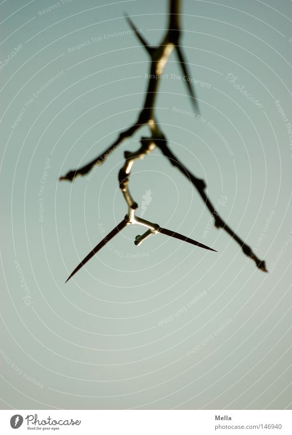 heavy on thorns Thorn Thorny Leafless Tree Autumn Branch Twig Point Sky Blue Tall Upward Skyward