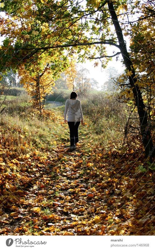 autumn mood Autumn Leaf Tree Sunbeam To go for a walk Going Light Moody Emotions Autumnal To fall walking Shadow