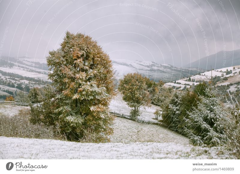 Snowfall in mountains. Snow on a green tree. Vacation & Travel Tourism Winter Mountain Garden Nature Landscape Sky Clouds Autumn Fog Tree Grass Meadow Hill