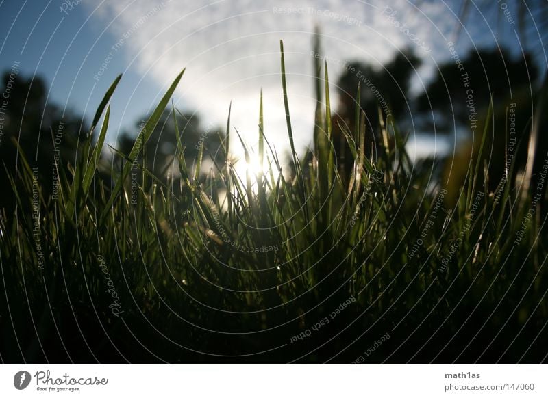 Don't walk on grass smoke it Grass France Back-light Green Black Clouds Light Summer Sky Blue frog Sun wallpapers