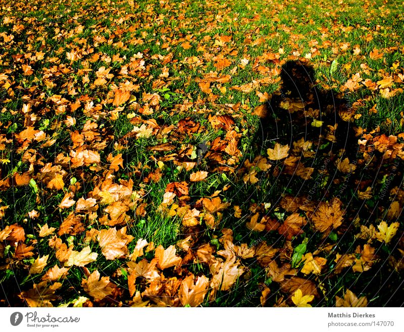 autumn shadow Leaf Brown Green Autumn Back-light Autumnal colours Red Seasons Beautiful Border Autumn leaves Cold Winter Devour Maple tree Oak tree September