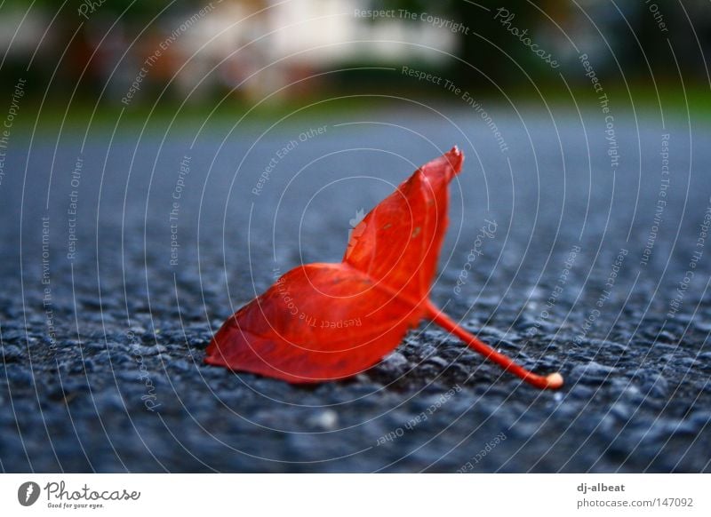 leafy issue Leaf Autumn Street Asphalt Gray Nature Red Hope Harmonious Macro (Extreme close-up) Close-up fallen Exterior shot