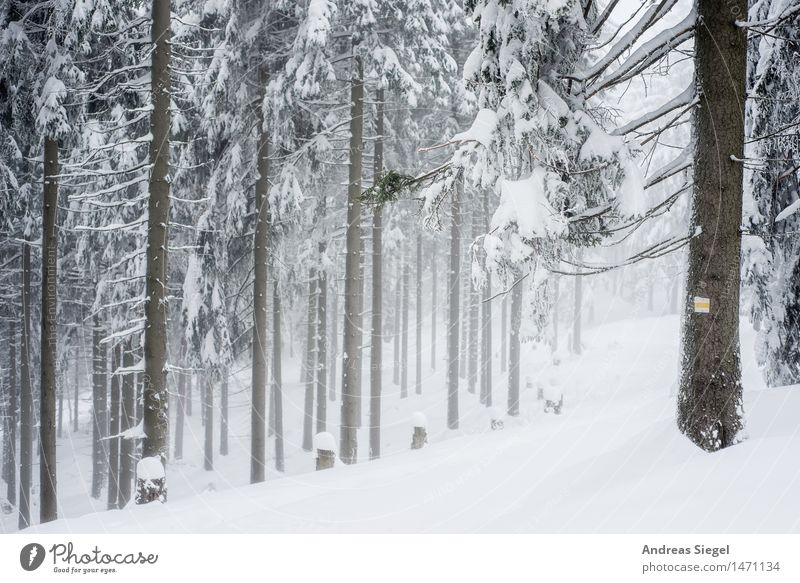 white space Environment Nature Landscape Winter Weather Ice Frost Snow Tree Spruce forest Coniferous forest Forest Hiking Cold Natural Gloomy White Adventure