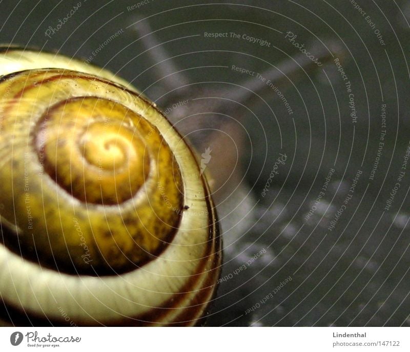 Snails camper van Near House (Residential Structure) Snail shell Feeler Yellow Gray Crawl Slowly Macro (Extreme close-up) stretched