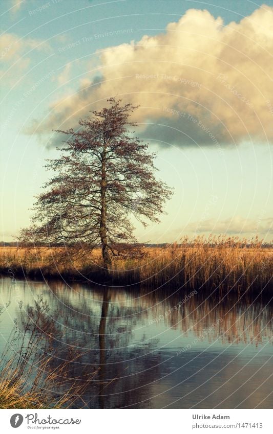 At the river Nature Landscape Water Sky Clouds Winter Tree River bank Bog Marsh Hamme devil's mire Worpswede Germany Hiking Exceptional Blue Brown Moody