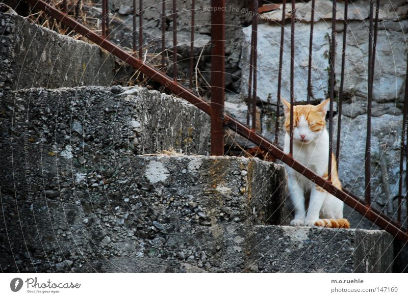 Tiger (in) Cat Stairs Cute Sweet Idyll Calm Baby animal Animal Closed eyes Domestic cat Soft Plush Animalistic Mammal Trust